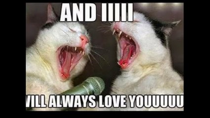 Funny Cats Compilation [Most Seen] Funny Cat Videos Ever