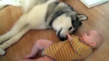 Husky cinci köpekle bebeğin dostluğu görmeye değer...