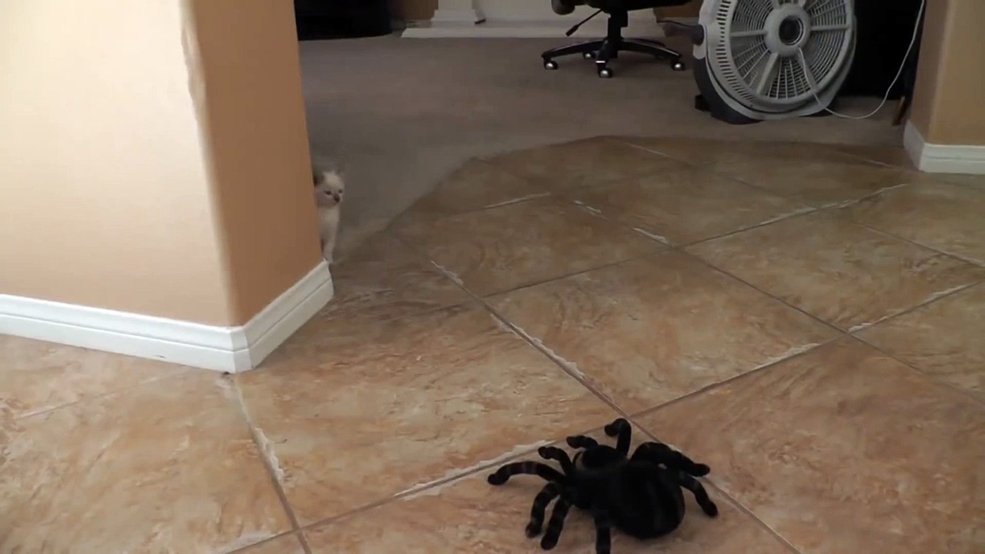 Il Effraie Ce Chaton Avec Une Araignee Geante Mais Regardez La Reaction Du Chat A La Fin Video Dailymotion