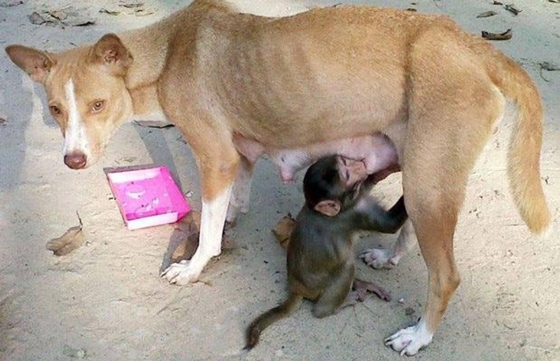 funny dog and monkey... -