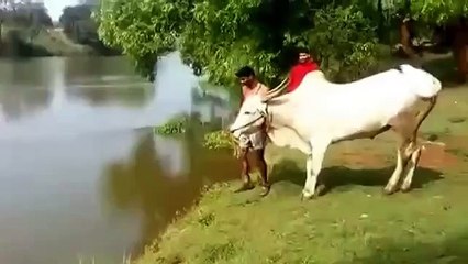 Бык, который любит драйв