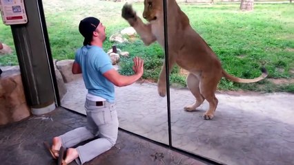 Игра со львом