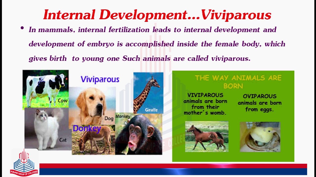Viviparous & OvoViviparous
