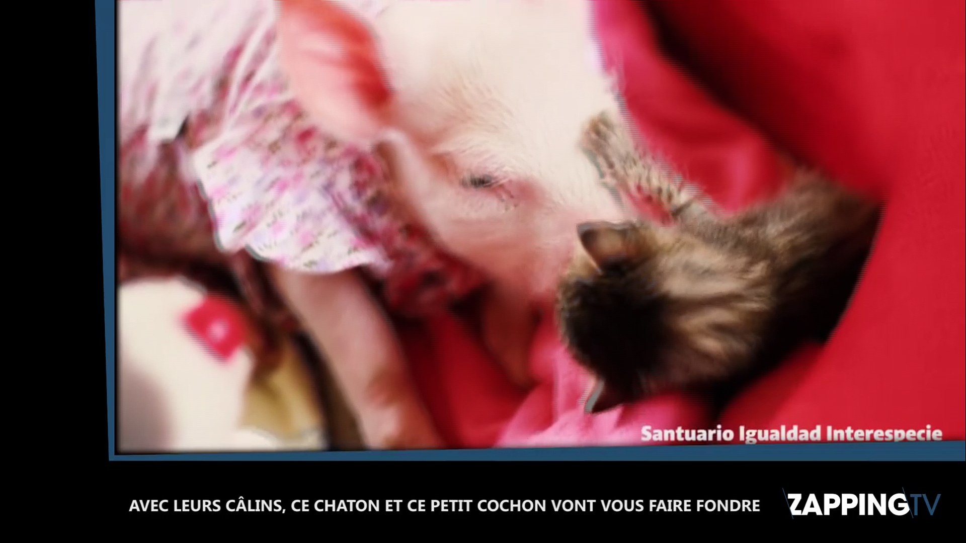 Avec Leurs Calins Ce Chaton Et Ce Petit Cochon Vont Vous Faire Fondre Video Video Dailymotion