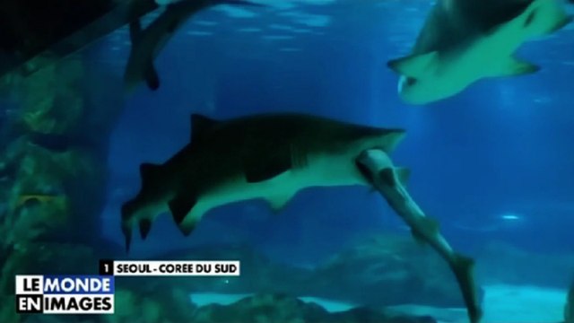 Zapping Télé du 1er février 2016 - Un requin avale un requin !