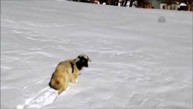 3 Ayaklı Kuzu Görenleri Şaşırtıyor