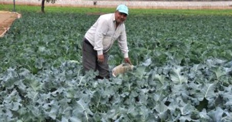 Brokoli Mersinli Üreticinin Yüzünü Güldürdü