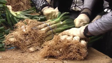 De récord: 178 calçots en 45 minutos