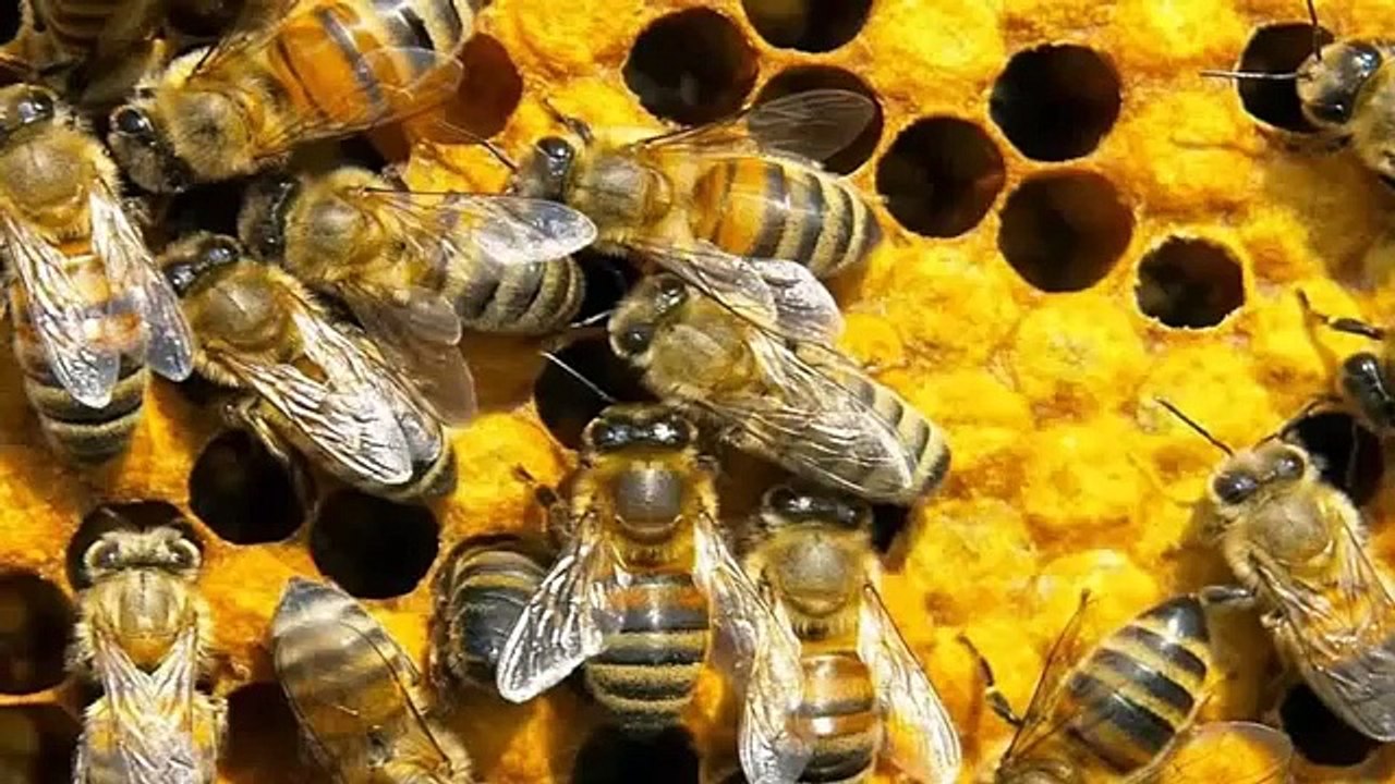 La raison pour laquelle les abeilles meurent