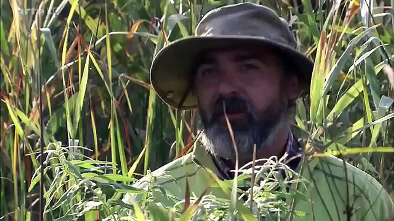 Delta du Danube de la Roumanie: Cheval sauvage Habitat