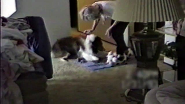 Ce chien déteste les chaussons en forme de chien... Attaque!!!