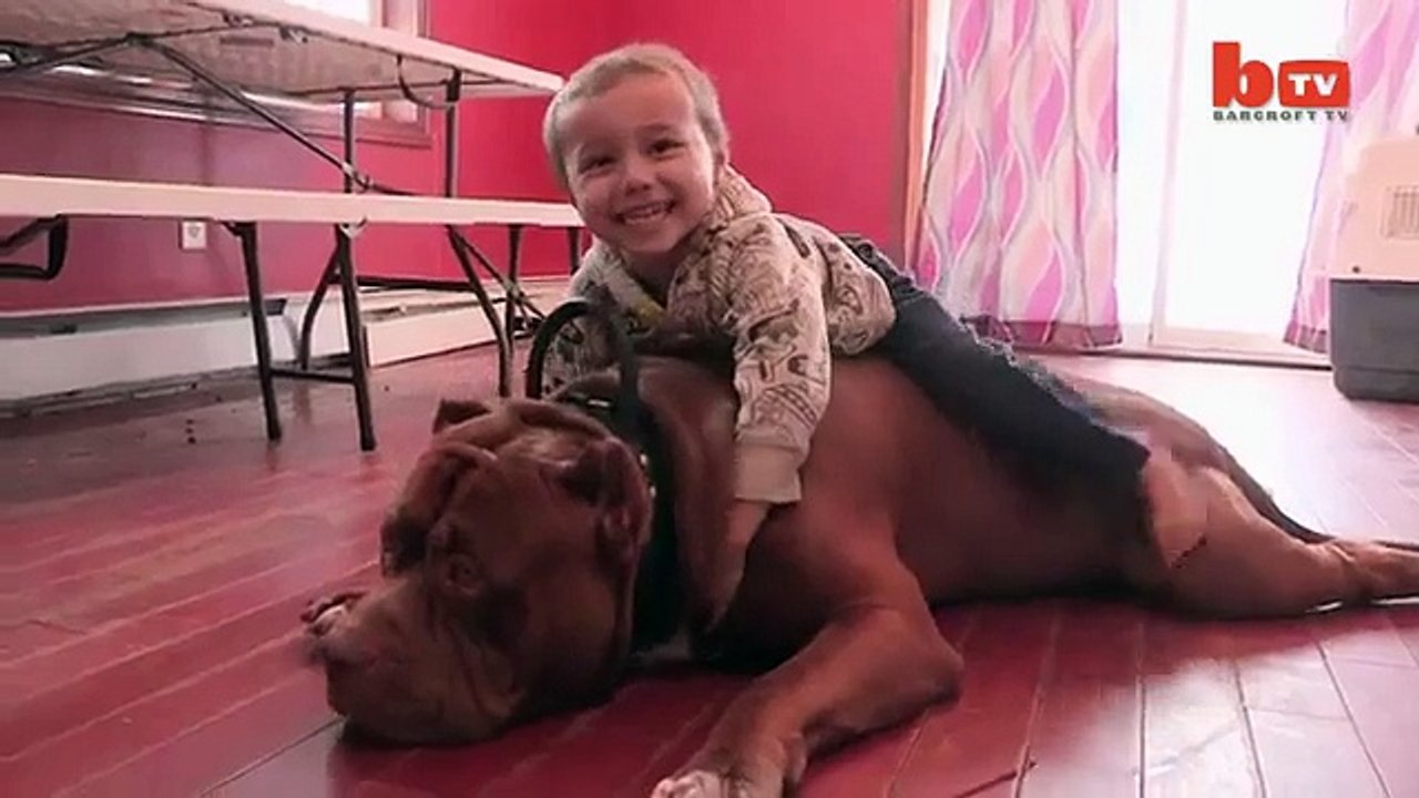 Huck le plus gros pit bulle du monde