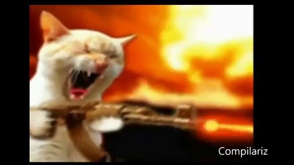 Video Lucu Kucing Menari Terbaru Bulan