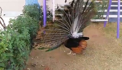 Pure Adult Black Shoulder Pair