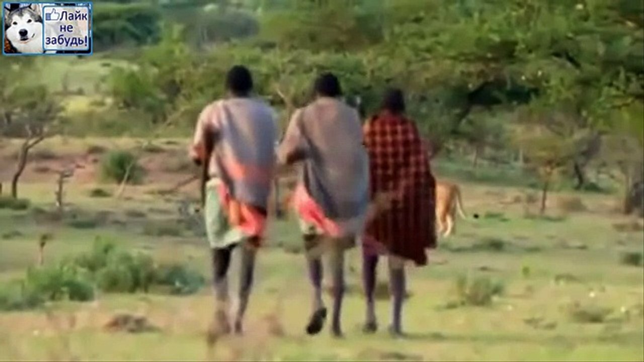 Как аборигены забирают мясо у львов - Наглость и Храбрость