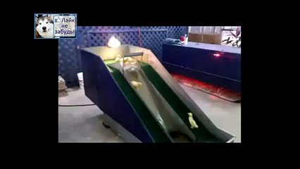 Маленькие утята и горка спуск