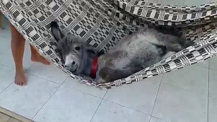 Un petit âne qui se berce comme un prince