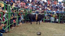 SUPER JARIPEO CHARRO EN TUNGUITIRO MICHOACAN MEXICO LOS TOROS CONQUISTADORES SON MONTADOS POR VALIENTES JINETES A ESPUELA LIBRE GRAN FIESTA CHARRA TRADICIONAL ENERO 2016