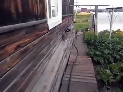 Cette femme a bien dressé son chien, il arrive même à lui ramener le chat à la maison