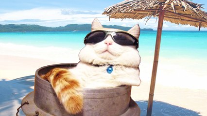 NAJDZIWNIEJSZE KOTY INTERNETU ( ͡° ͜ʖ ͡°)