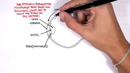 Anatomy - Eye Overview