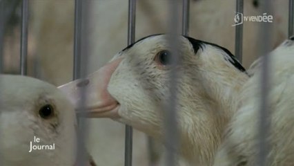 Grippe aviaire : La Vendée à risque !