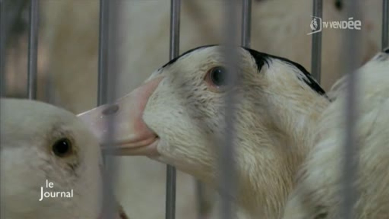 Grippe aviaire : La Vendée à risque !