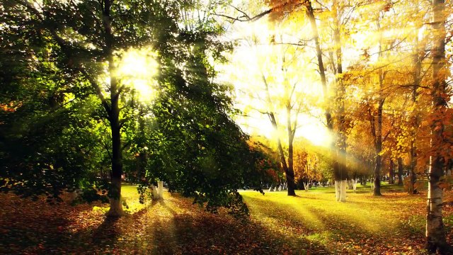 30 Minute Deep Sleep Music: Nature Sounds, Relaxing Music, Meditation Music, Relaxation Music ✿2499