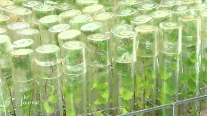 Maladies du bois de la vigne : Mercier a trouvé la solution