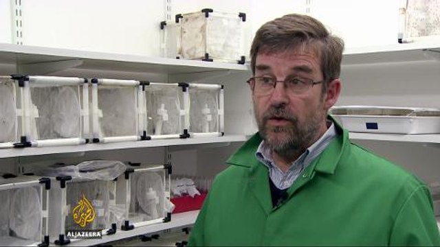 Scientists mull using genetically-modified mosquitoes to battle Zika