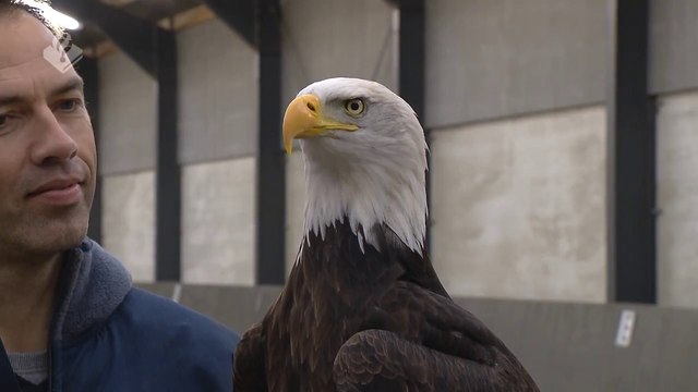 Pays-Bas : la police dresse des aigles à intercepter des drones
