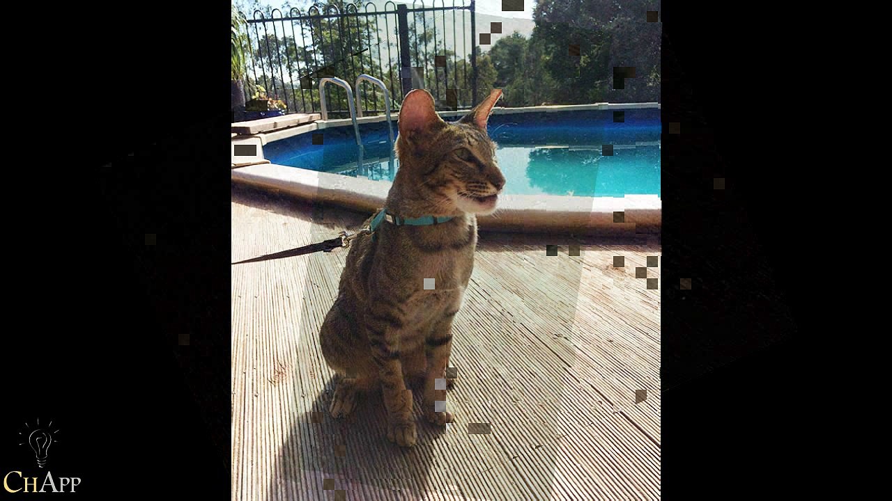 10+ Cats Who Got Stung By Bees And Wasps