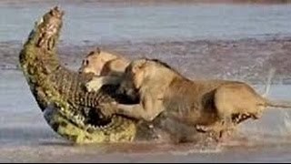 National Geographic Wild Animal Documentary Lions, Hyenas, Crocodiles & Much More!