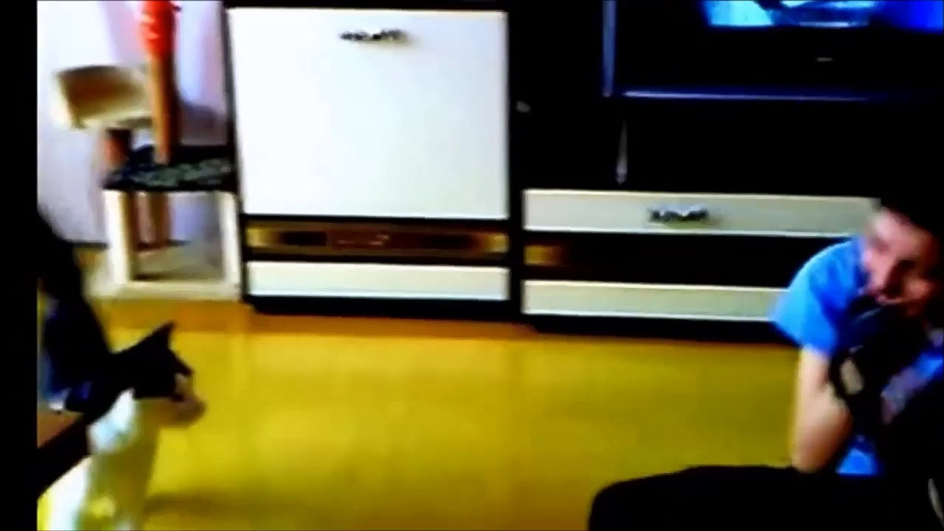 приколы и животные