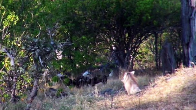 Животные Африки. Дикие собаки. Охота