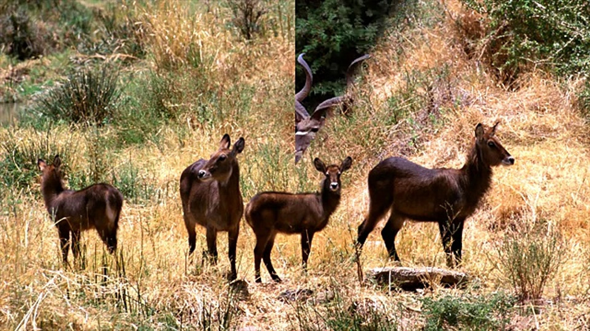 ⁣Животные африки-African animals