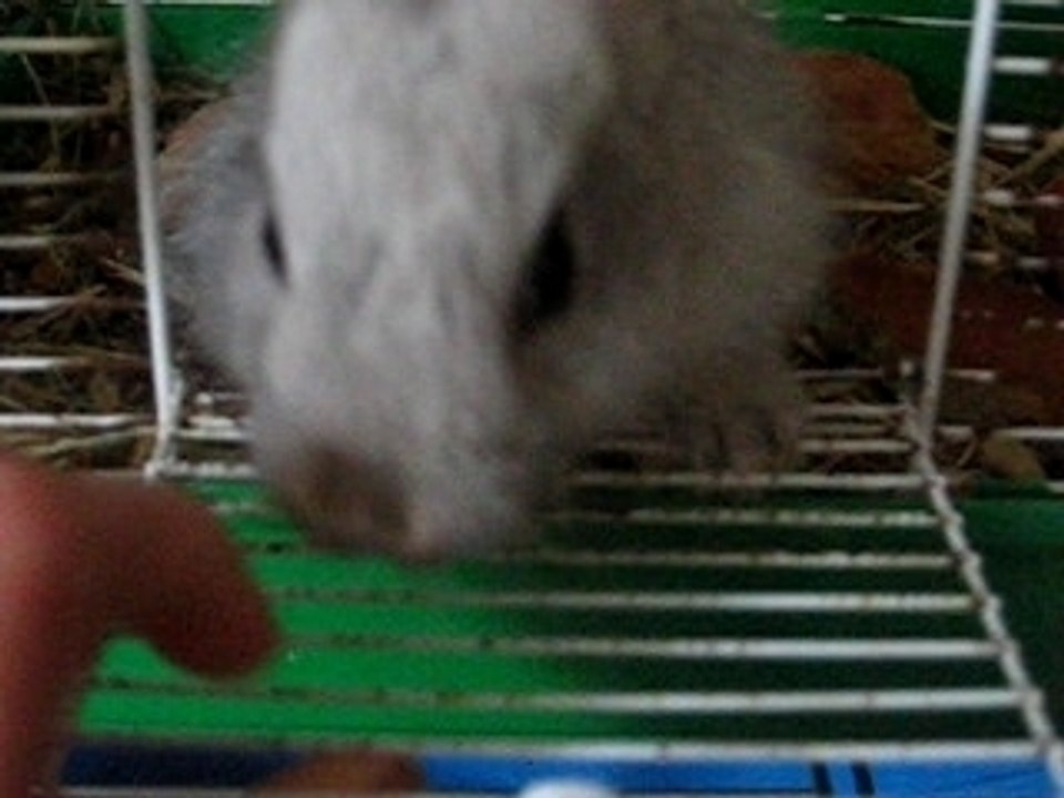 bébé lapin de ferme