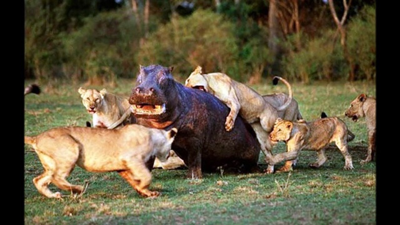 Бегемот ( Hippopotamus amphibius ) [ Это интере...