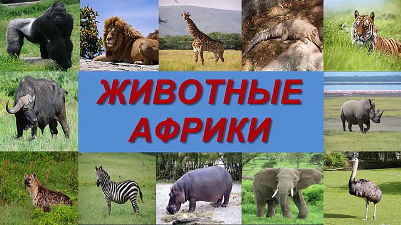 ГОЛОСА И ЗВУКИ ЖИВОТНЫХ АФРИКИ ДЛЯ ДЕТЕЙ. УЧИМ...