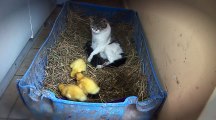 Amazing Cat Feeding Ducklings
