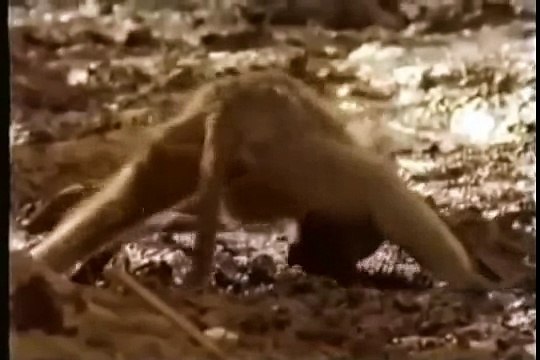 Опасные животные. Дикие животные. Обезьяна vs крокодил