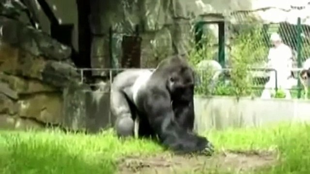 Презентация для детей Животные Африки. Развивалки Умный Ребенок