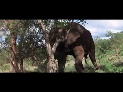 Пьяные и смешные животные после плодов марупы