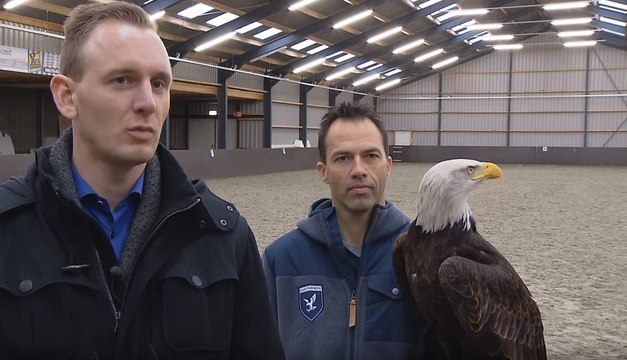 Pays-Bas : Des aigles pour neutraliser les drones illégaux