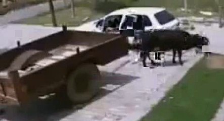 وہ کہتے ہیں نا کہ ’’جس کی لاٹھی اُس کی بھینس‘