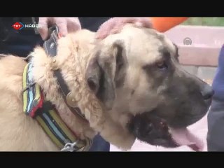 kangal 1.5 tonluk aracı çekdi