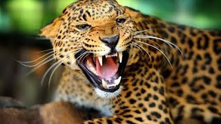 THE ELUSIVE JAGUAR Animal [Big Cats Wildlife Documentary] attack,hunting