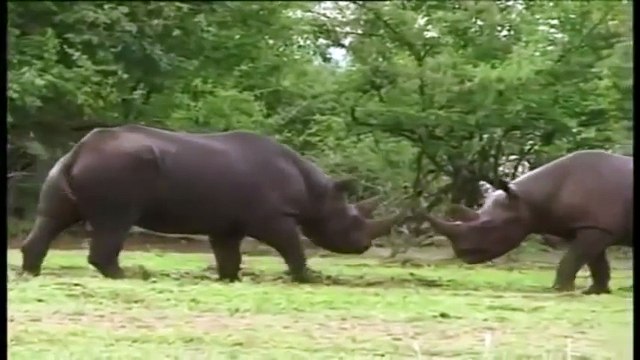 НОСОРОГ ПРОТИВ НОСОРОГА,БИТВА ЗА ТЕРРИТОРИЮ