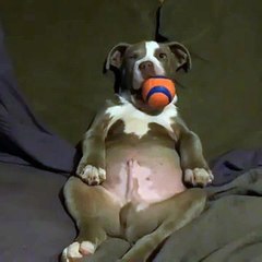 Lazy Dog Chews Ball