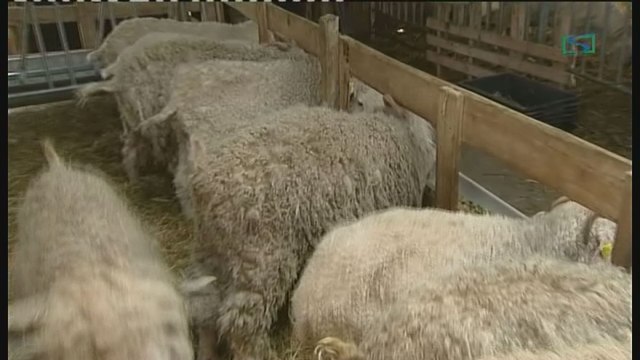 Charleroi: bientôt des chèvres et des moutons dans les cimetières?